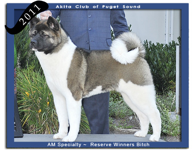 ACPS 2011 Reserve Winners Bitch .... SheBogi's BigBang at ShowKayce